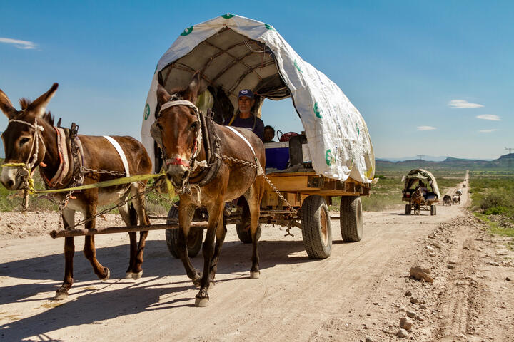 Pág. 232 - Procesión de carretas procedentes del Cañón de Jimulco, Coah., rumbo a Cuencamé, Dgo. (ME)